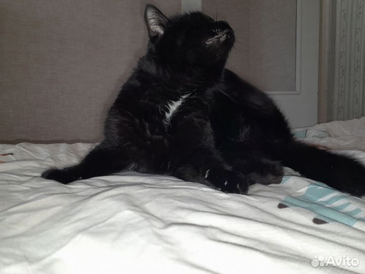 Кошка в дар бесплатно