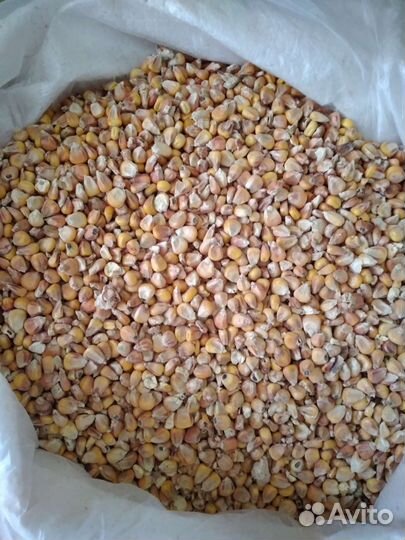 Кукуруза ячмень пшеница горох подсолнечник
