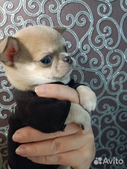 Малыш чихуахуа