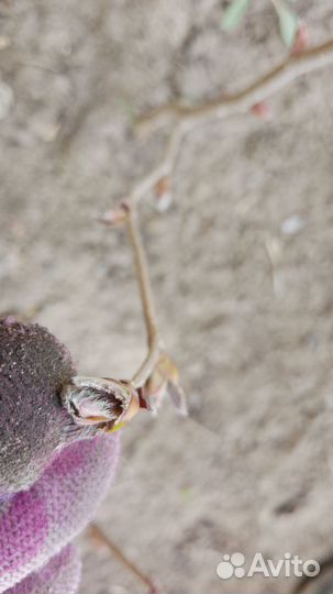 Орех Саженцы лещины