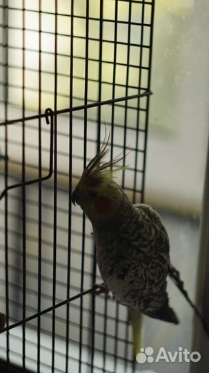 Попугаи кореллы - производители