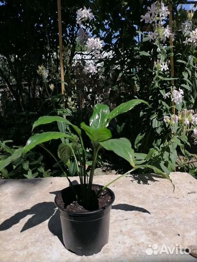 Спатифиллум