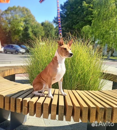 Кобель Басенджи на вязку