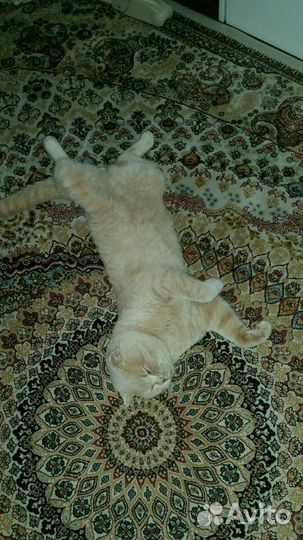 Вязка с котом