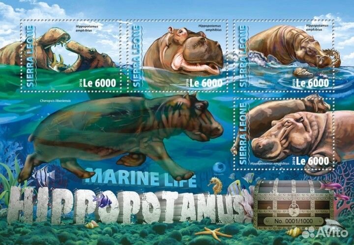 Сьерра-Леоне, 2016. (srl16305) Фауна, бегемоты (мл