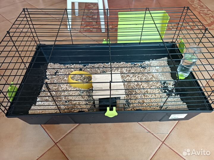 Морская свинка с клеткой