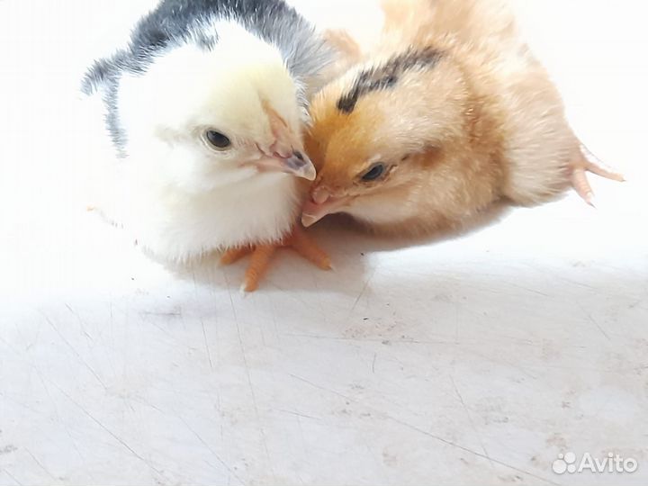 Куры мясо яичные (цыплята)