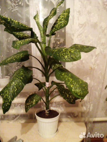 Продам диффинбахию