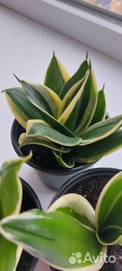 Сансевиерия ханни крео