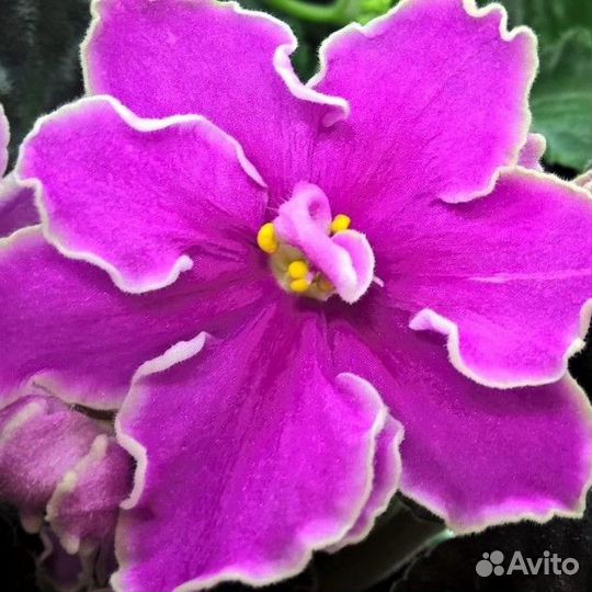 Фиалка Айс Сансет Ice Sunset