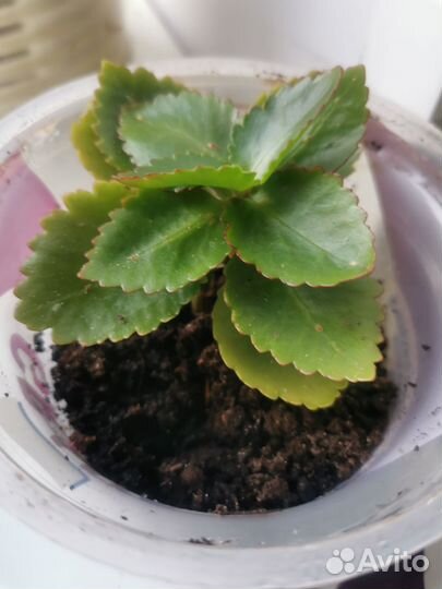 Комнатные цветы