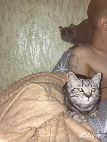 Британский кот