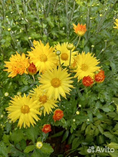 Многолетники цветущие в августе