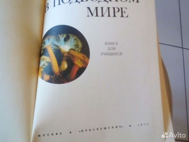 В подводном мире