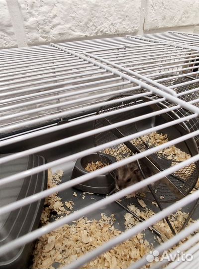 Большая клетка с джунгариком