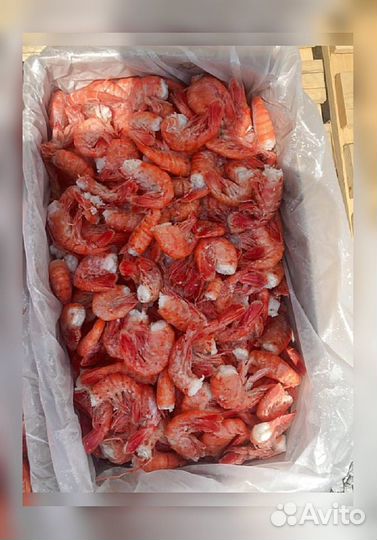 Креветка Северная