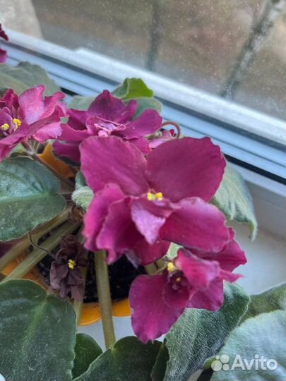 Фиалки детки