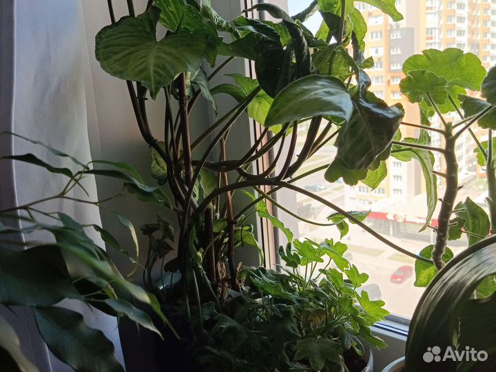 Сингапориум