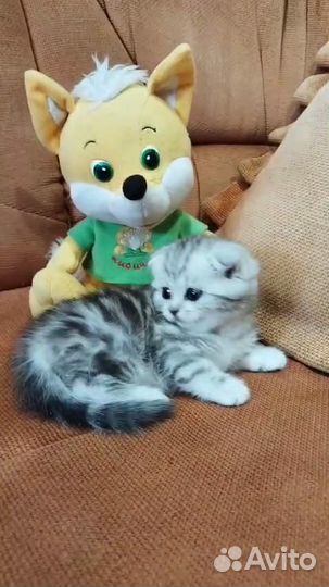 Шотландская вислоухая девочка 1мес