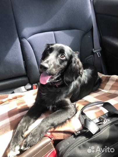 Спаниель для участия киносъемоках