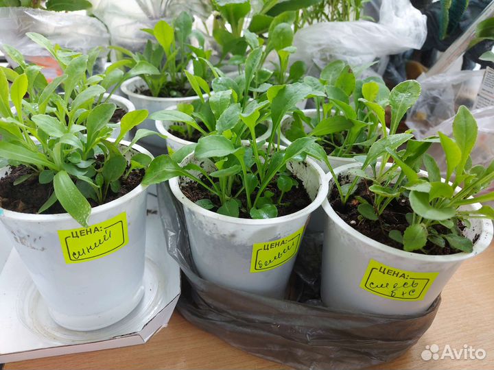 Колокольчик персиколистный (белый, голубой)