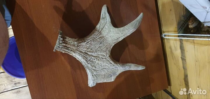 Продам рога лося