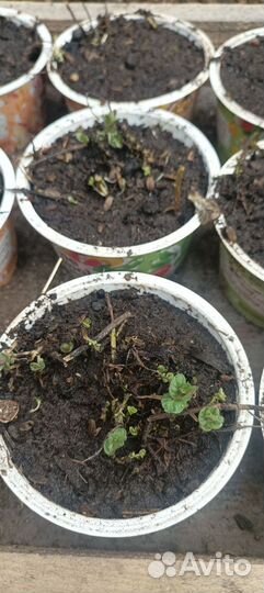 Мята рассада