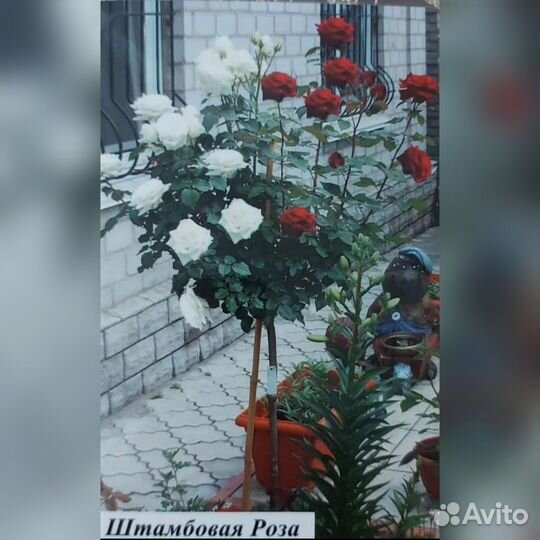 Розы на штамбах