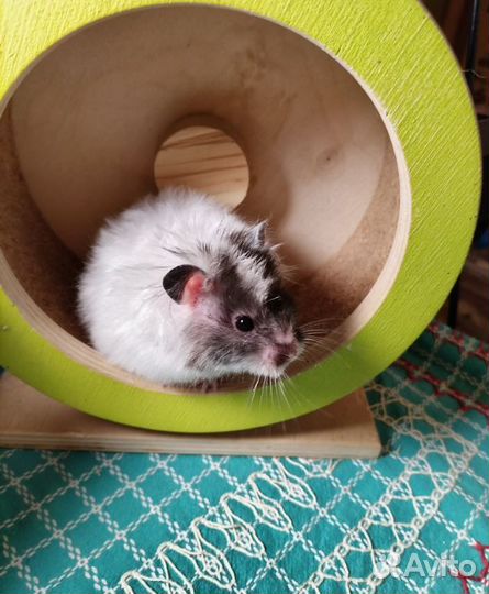 Хомяки ангорские сатин