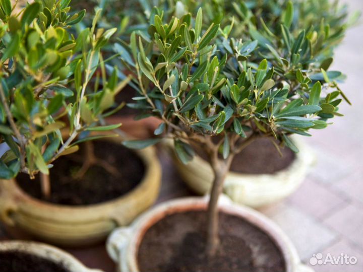 Оливковое дерево, семена