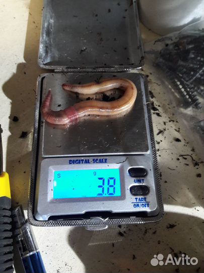 Черви самоловы-Наживка №1\Приманка на Царь рыбу