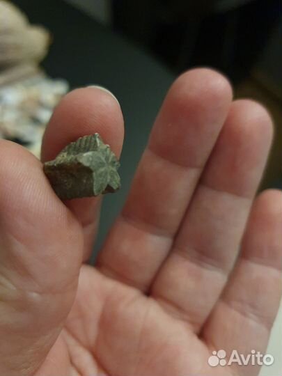 Окаменелости, ракушки