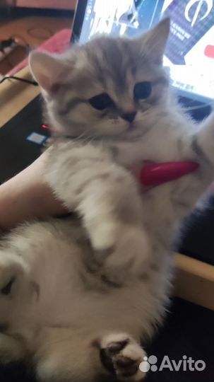 Шотландская кошечка