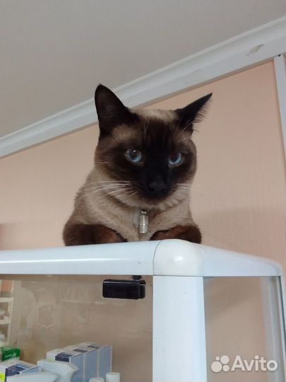 Красавчик кот