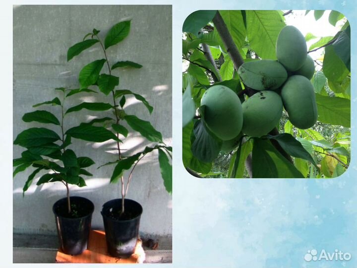 Саженцы Азимины, Русское манго