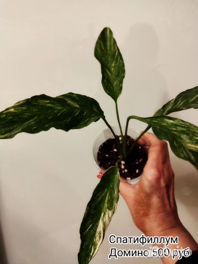 Сингониум Ред Спот Триколор