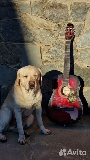 Акустическая гитара Brahner