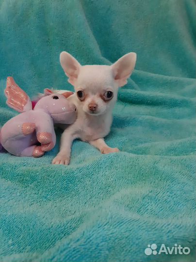 Щенки чихуахуа мини девочки