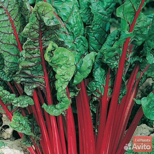 Мангольд листовой семена