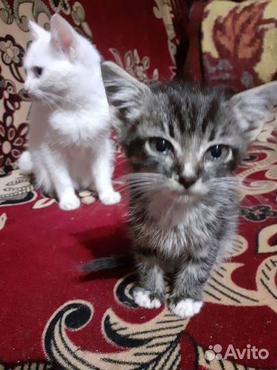 Кошки - котята,белая турецкая и русская пушистая