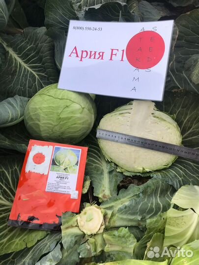 Семена белокочанной капусты Ария