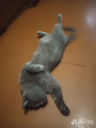 Британский кот