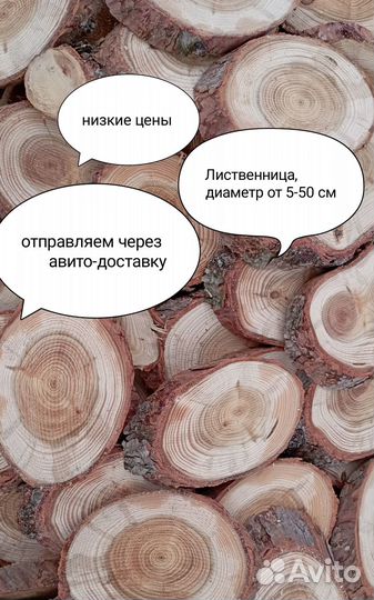 Спилы лиственницы