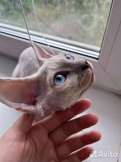 Кот девон-рекс(6мес.)