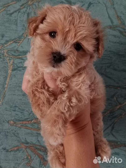 Маленькая собака