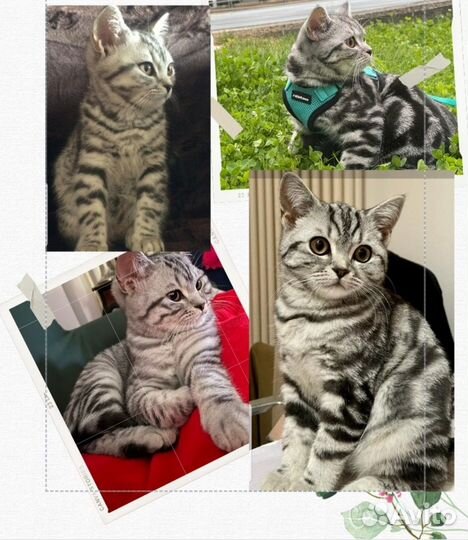 Кошка вязка