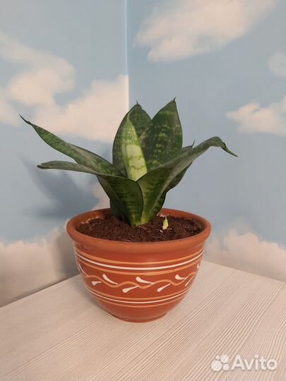 Сансевиерия