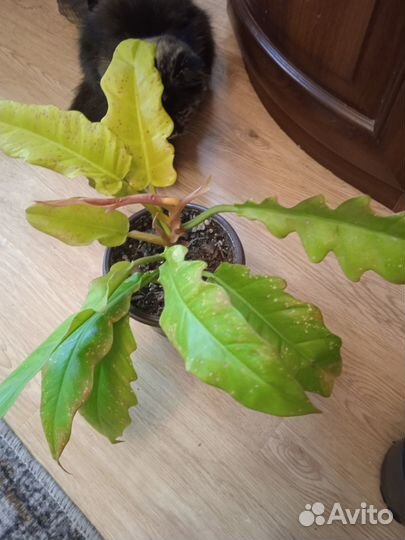 Излишки комнатных растений