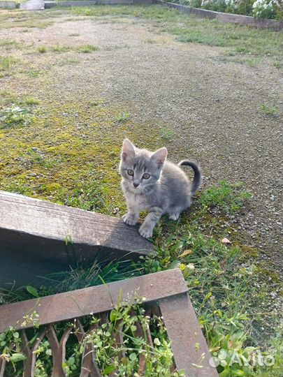 Котята малыши