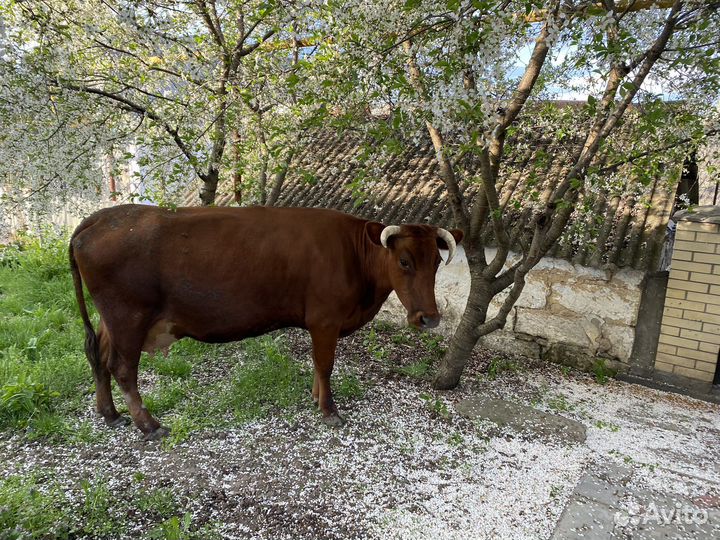 Корова стельная